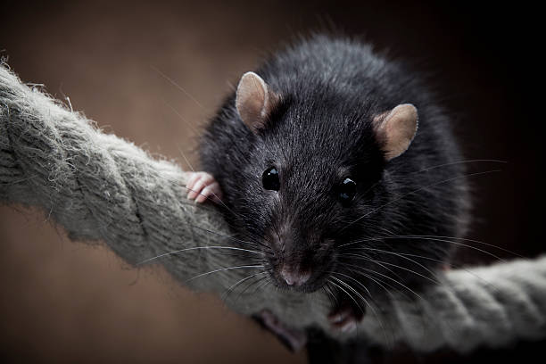 Rat Removal Houston: What You're Actually Paying For When You Get A Quote